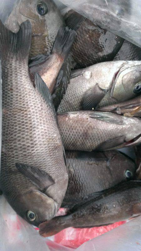 夜明けにゴールデンタイム