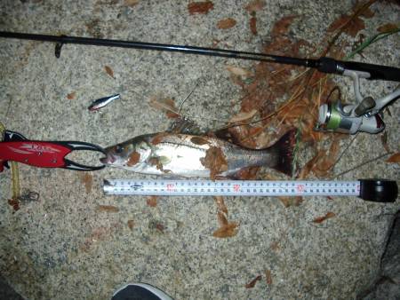 ｼｰﾊﾞｽ修行