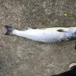 神戸で釣れる魚なの？