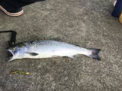 神戸で釣れる魚なの？