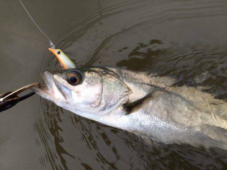 リバーシーバス