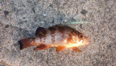 夕方からのメバリング！