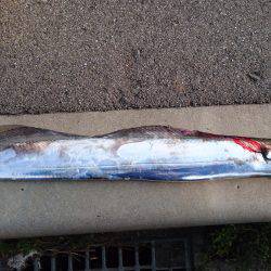 サーべリング調査