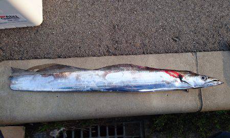 サーべリング調査