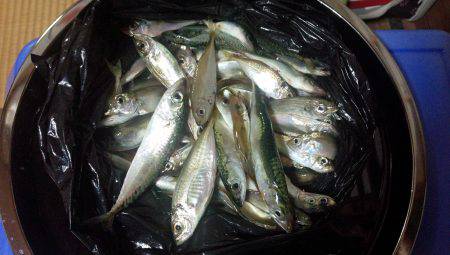 豆アジ好調！！