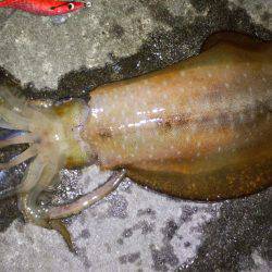 でた！キロアップのアオリイカ