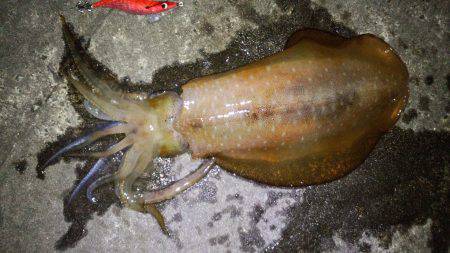 でた！キロアップのアオリイカ