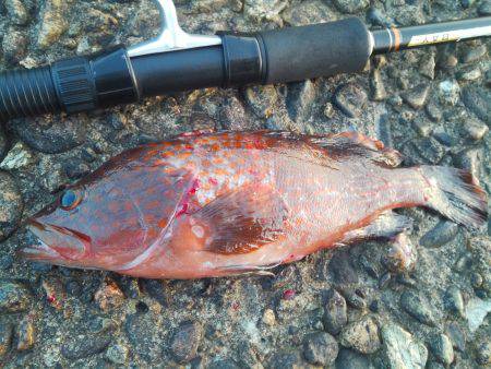 シーバスのはずがアコウ!?