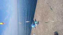 サビキでイワシが入れ食い！