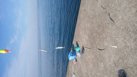 サビキでイワシが入れ食い！