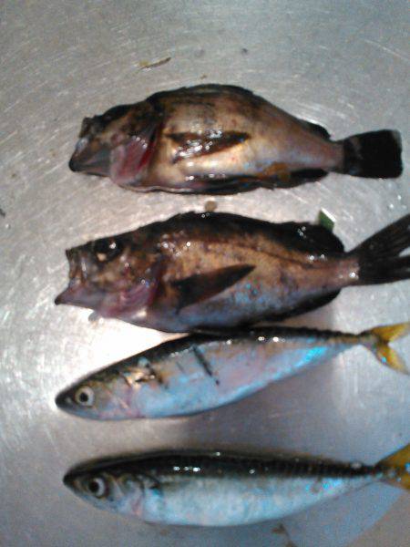 アジング狙い、？