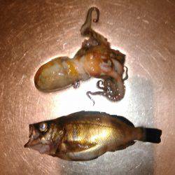 メバリング、タコ、