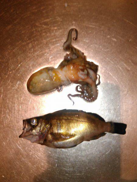 メバリング、タコ、