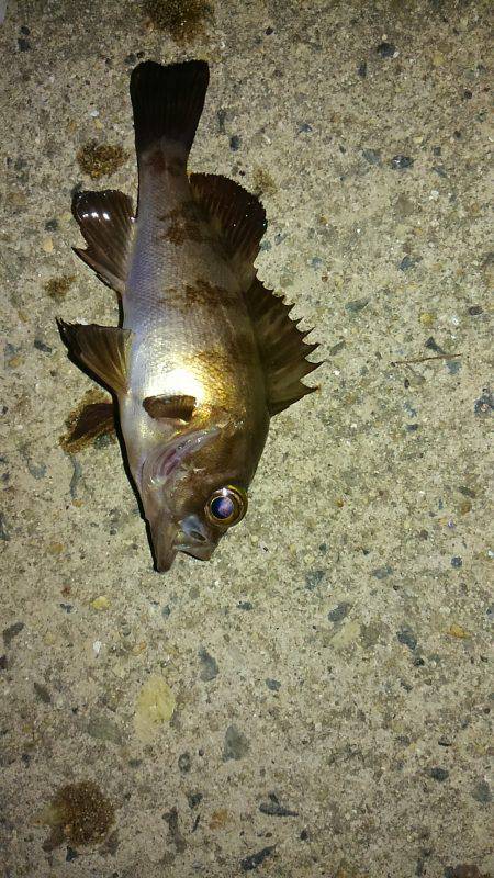 エギングからのメバリング