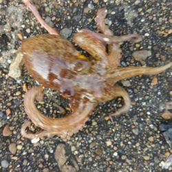 オクトパッシング