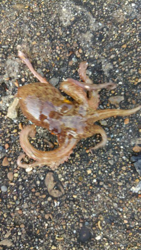 オクトパッシング