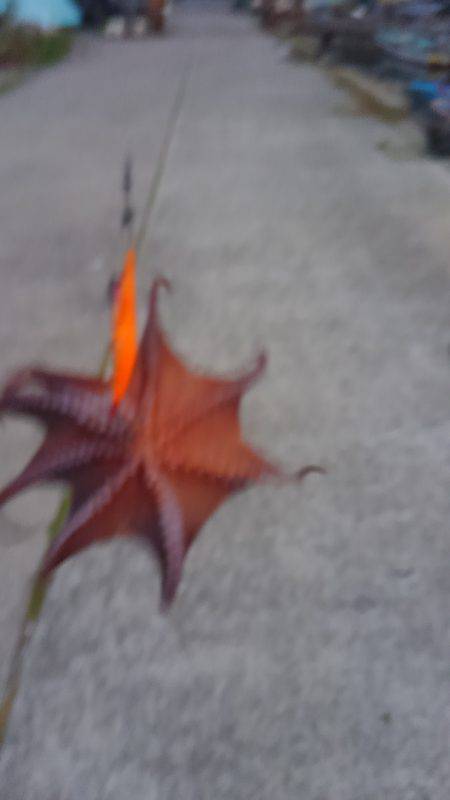 オクトパッシング