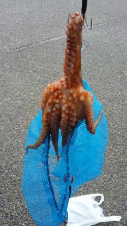 タコを釣りたくて