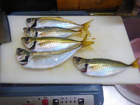 メガフロート海釣り公園釣果