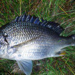 サクッとチニング♪