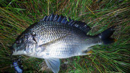 サクッとチニング♪