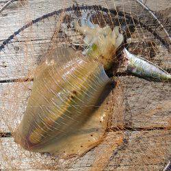 筏でアオリイカ