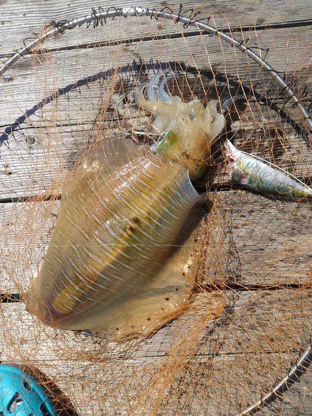 筏でアオリイカ