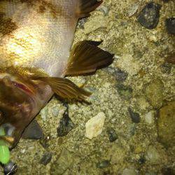 何とかホゲ回避