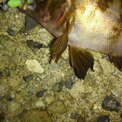 何とかホゲ回避