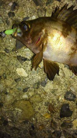 何とかホゲ回避