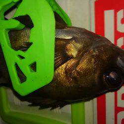 アジングなんですが・・・・