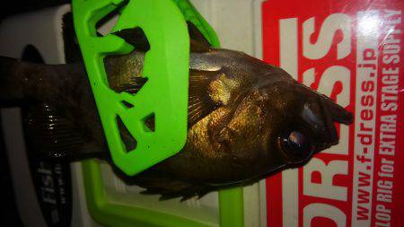 アジングなんですが・・・・