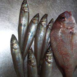 ちょい投げ(夜)