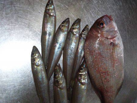 ちょい投げ(夜)