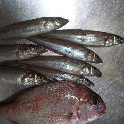 ちょい投げ(夜)