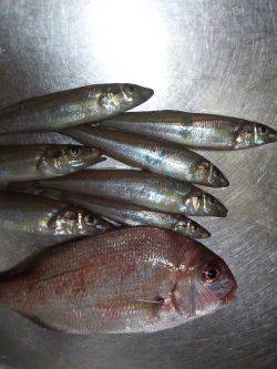 ちょい投げ(夜)