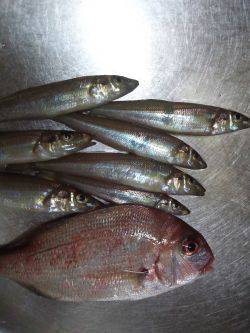 ちょい投げ(夜)