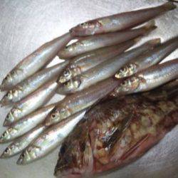 ちょい投げ(夜)