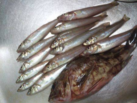 ちょい投げ(夜)