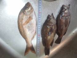 メバリング（餌）