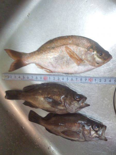 メバリング（餌）