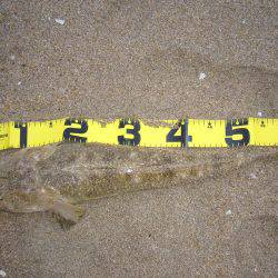 初のサーフ釣り