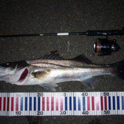 シーバス釣行に誘われて