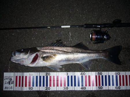 シーバス釣行に誘われて