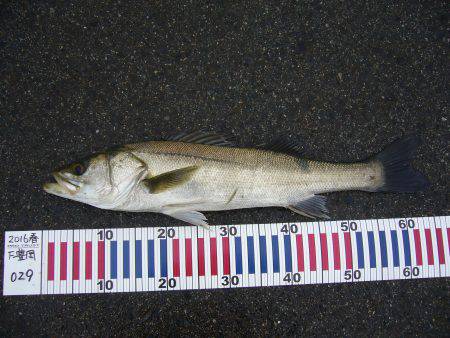 雨上がりのシーバス