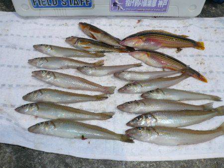 二見港水道で五目釣り