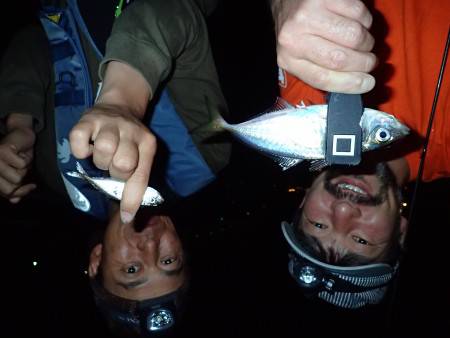 梅雨アジやっと来たー