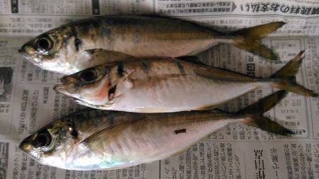 ２０～３０分に一回の回遊待ち