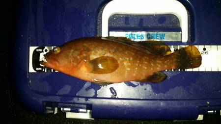 ロックフィッシュフィーバー