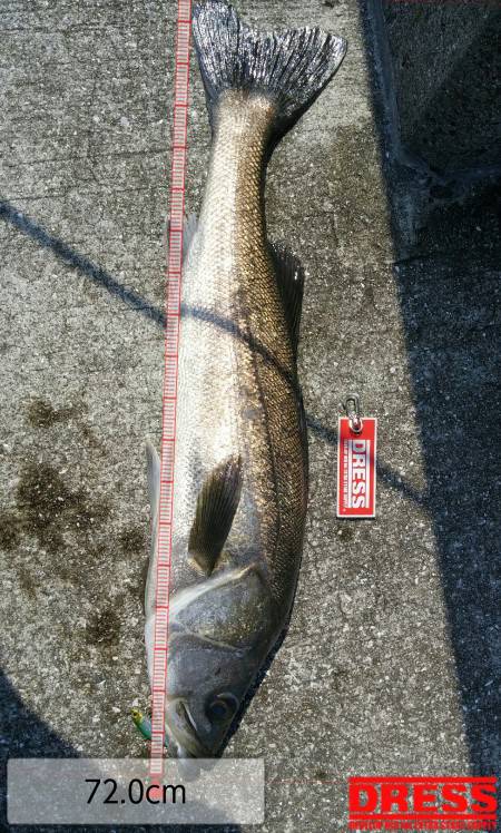 シンペンにてデイゲーム